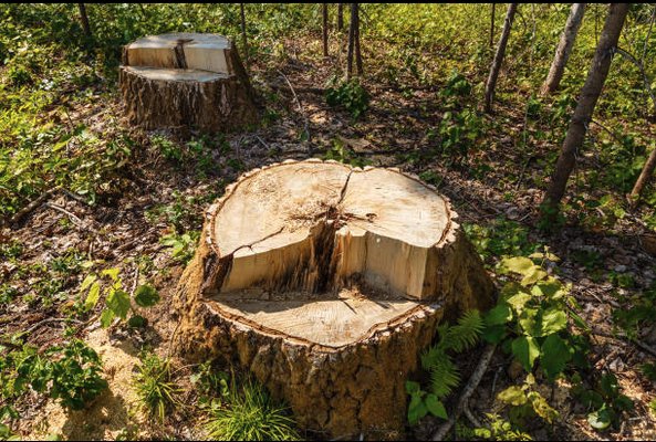 Stump Grinding - We offer sump grinding and removal. Call now for all aspects of your Tree Service Needs. Stump Grinding - We offer sump grinding and removal. Call now for all aspects of your Tree Service Needs.