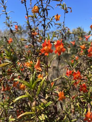 Mission Trails Regional Park by null