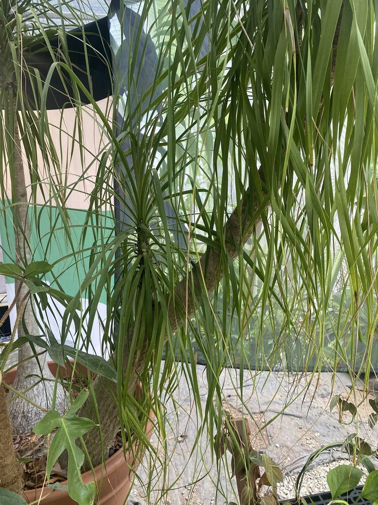 DIRTBAG GARDENS 1111 Dawson Rd, Chapel Hill, North Carolina