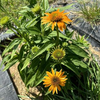 Seven Oaks Lavender Farm - Flowers & Gifts Near Me - Catlett, Virginia Seven Oaks Lavender Farm - Flowers & Gifts Near Me - Catlett, Virginia
