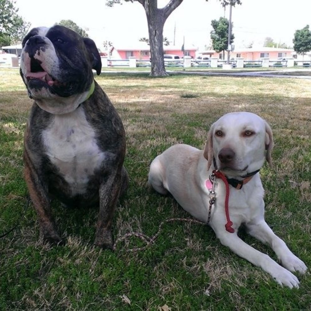 Sit Means Sit - Samson and Luke enjoying a day at the park. - Pet Training Near Me