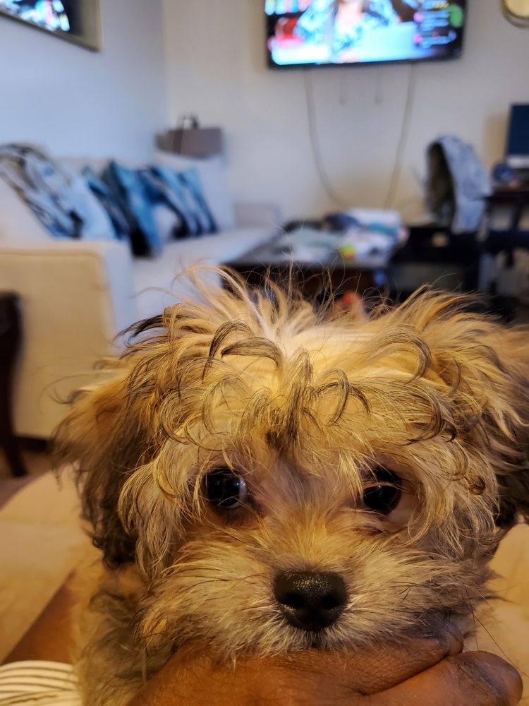 SYLVIA’S PET GROOMING SERVICES Updated September 2024 1024 Main St