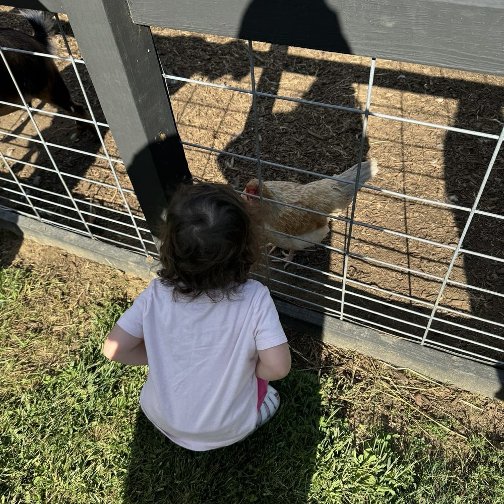 Tonn's Marketplace - Chickens! - Farms Near Me - Burlington, Connecticut Tonn's Marketplace - Chickens! - Farms Near Me - Burlington, Connecticut