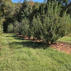 MacGregor Orchard