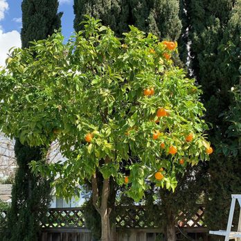 Ecosite Landscaping - Trimmed citrus tree - Landscaping Near Me Ecosite Landscaping - Trimmed citrus tree - Landscaping Near Me