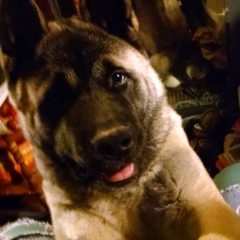 BluePearl Pet Hospital Olympia - The sweetest boy I ever had a blessing to have in my life and they tortured him and killed him - Veterinarians Near Me - Olympia, Washington