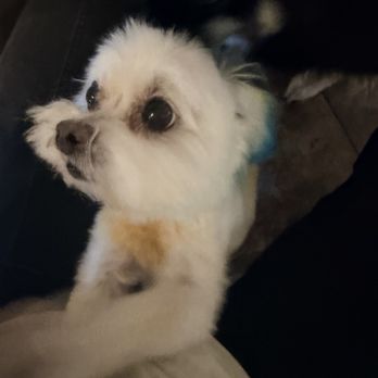 Cristy's Grooming - Pet Groomers Near Me - Melbourne, Florida Cristy's Grooming - Pet Groomers Near Me - Melbourne, Florida