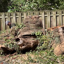 Mynor's Tree Experts
