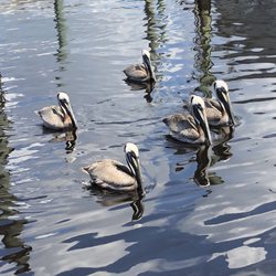 Fish Witch Charters