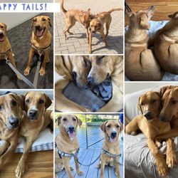 P.A.W.S. Tinley Park - Happily ever after!