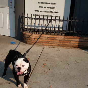 RFRD Academy - Pet Training Near Me - San Jose, California RFRD Academy - Pet Training Near Me - San Jose, California