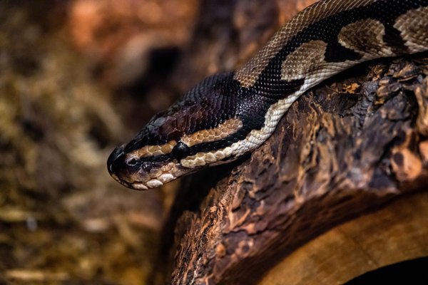 San Diego Zoo by null