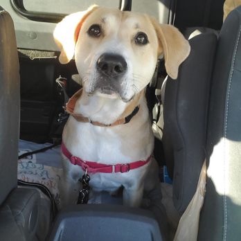 North Shore Dog - Happy boy after spending a few days at Noth Shore Dog - Pet Groomers Near Me - Danvers, Massachusetts