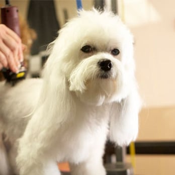 Wags My Tail Pet Grooming - Pet Groomers Near Me - Tucson, Arizona Wags My Tail Pet Grooming - Pet Groomers Near Me - Tucson, Arizona