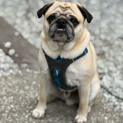 Santa Cruz / Monterey Bay KOA - Pug at a campsite