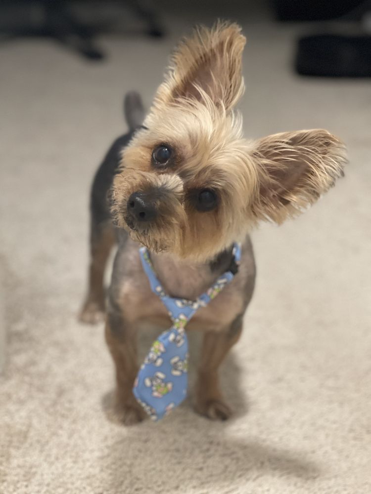 PETCO 64 Photos & 76 Reviews 9230 Old Keene Mill Rd, Burke