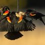 Photo of Wild Birds Unlimited