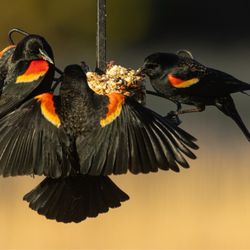 Wild Birds Unlimited - Red winged blackbirds enjoying one of the cylinders of food from WBU.