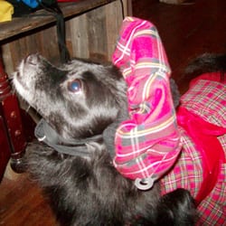 Cy-Fair Pet Clinic - Angel just found a Great Vet, and when she needs care again She will be back  to Cy fair pet clinic