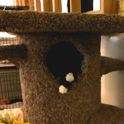 Forgotten Felines and Fidos - Too funny! Wonder what the rest of the cat looks like.