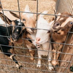 Some of our Nigerian Dwarf goats!