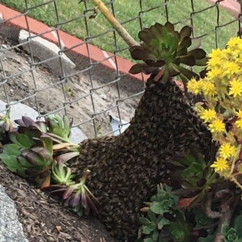 BeeSmart Bee Removal - Pest Control Near Me - Hemet, California