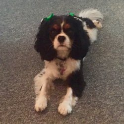 Denise - Love On A Leash - Bath, cut, brush and bows!