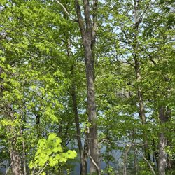Chester Woods Park