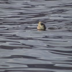 Silver Shark Adventures - Turtle