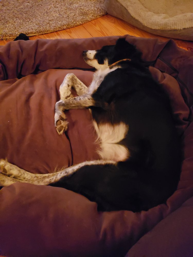 TAILWAGGERS911 Updated September 2024 31 Reviews 2137A Valley Ct