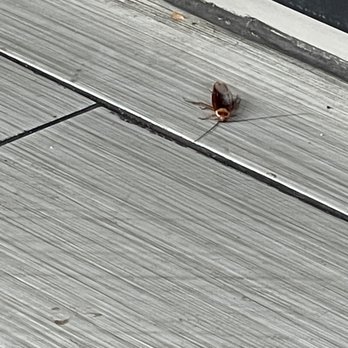 Fire Wok - a bird sitting on the ground - Asian Fusion Near Me - San Antonio, Texas