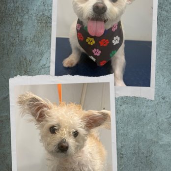 Studio Pet Grooming - My Beanie baby. - Pet Groomers Near Me Studio Pet Grooming - My Beanie baby. - Pet Groomers Near Me