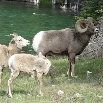 Jasper National Park - Parks Near Me