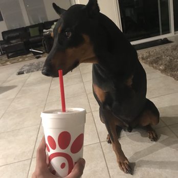 Chick-fil-A - Kobe the black dobe approves this message - Fast Food Near Me - Ontario, California Chick-fil-A - Kobe the black dobe approves this message - Fast Food Near Me - Ontario, California