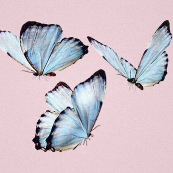 THE BUTTERFLY EFFECT WITH LYLE - Updated September 2025 - 16