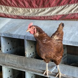 Yonder Way Farm