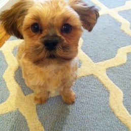 Biscuit's First grooming by Carolina.