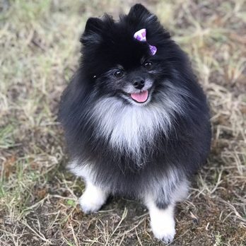 The Painted Pooch - They always take care of khaleesi - Pet Groomers Near Me - Burien, Washington