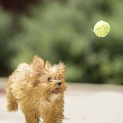 Ervin Ramirez Photography - Pet photography