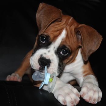 Boxer Blvd - Pet Breeders Near Me - Holmesville, Ohio