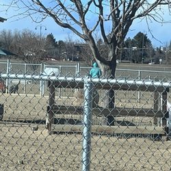 Broomfield  County Commons Dog Park - Crazy lady