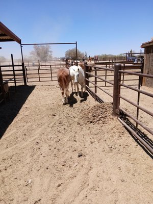 White Stallion Ranch by null