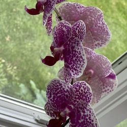 White Plains Orchids - You can see how unusual this orchid is!