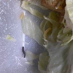 salad with worm salad with worm