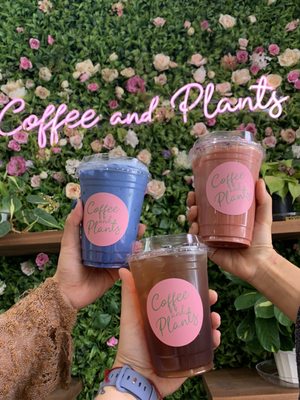 Coffee and Plants by null