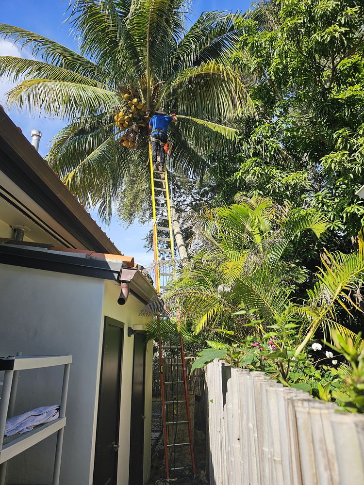 Nonner Tree Services - tree service in Miami, FL