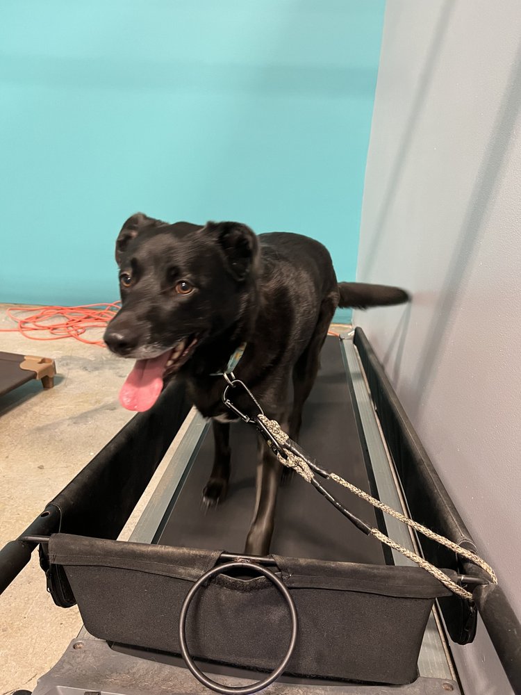 Ultimutt Fitness Center - pet boarding facility in Knoxville, TN