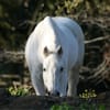 Wildwood Farm & Tack Shop gift card