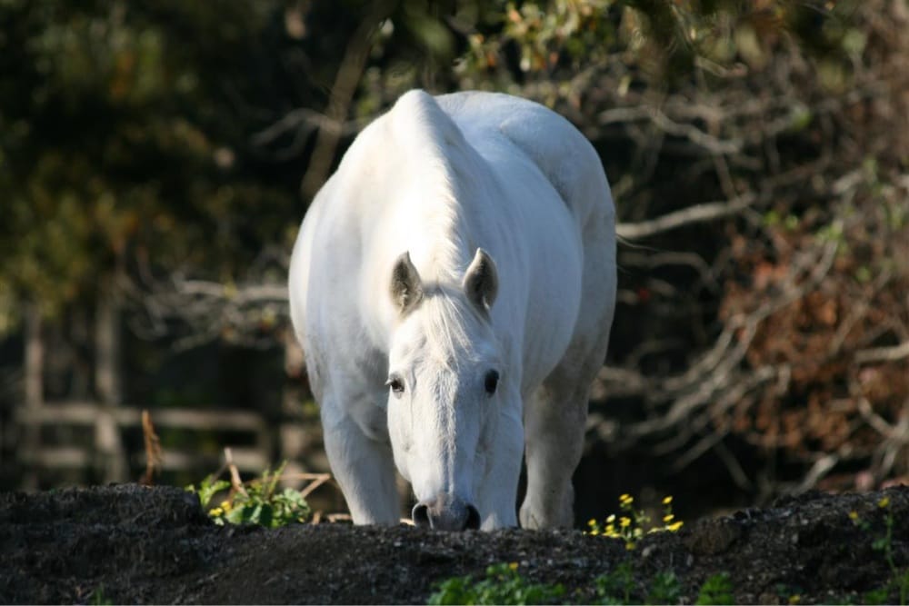 Wildwood Farm & Tack Shop - equestrian in Gulfport, MS