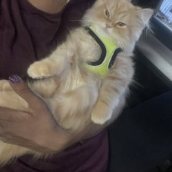 Furry Dream - He's always by my side